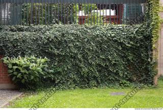 wall overgrown ivy 0010